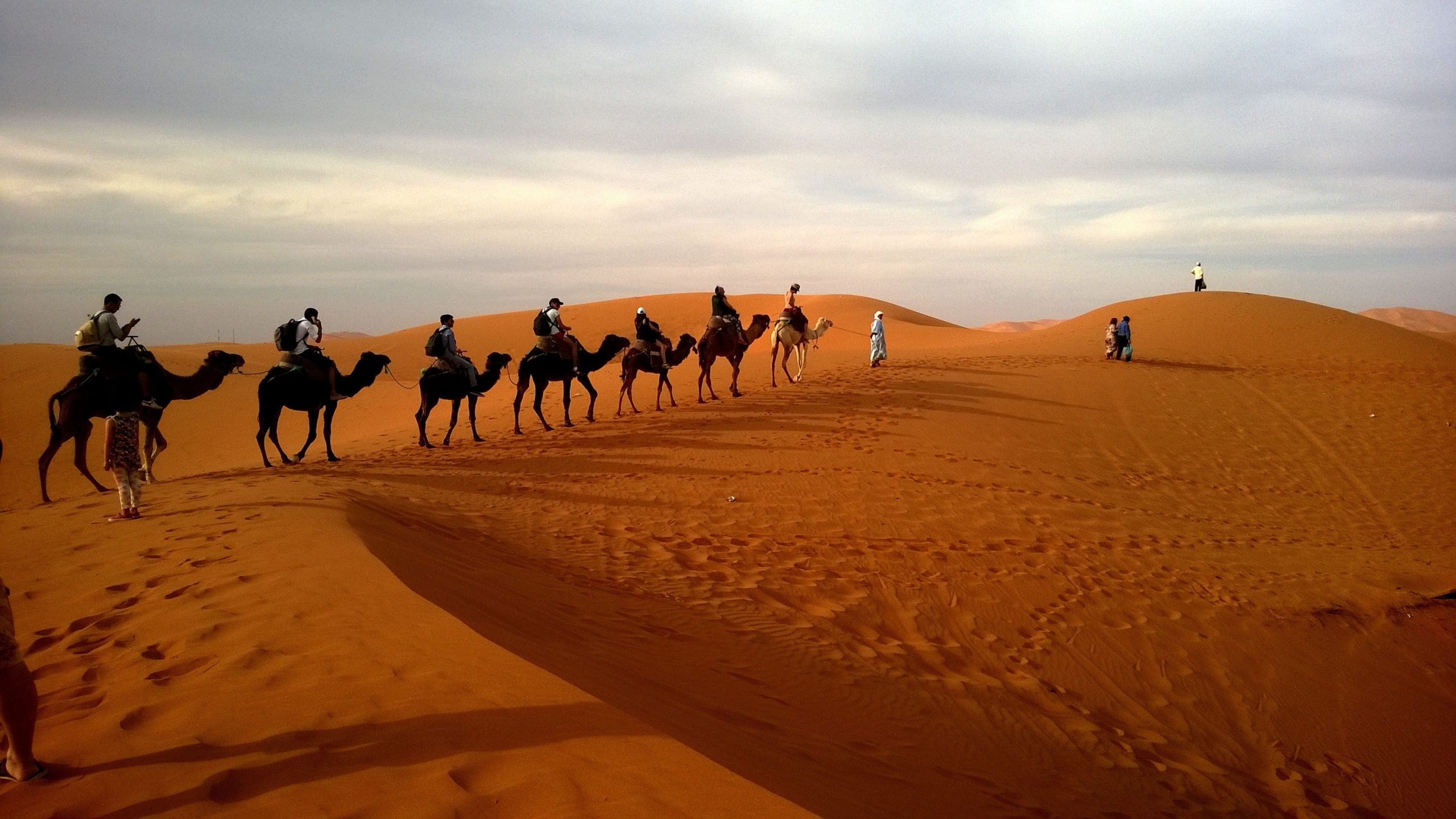 arabic language camels
